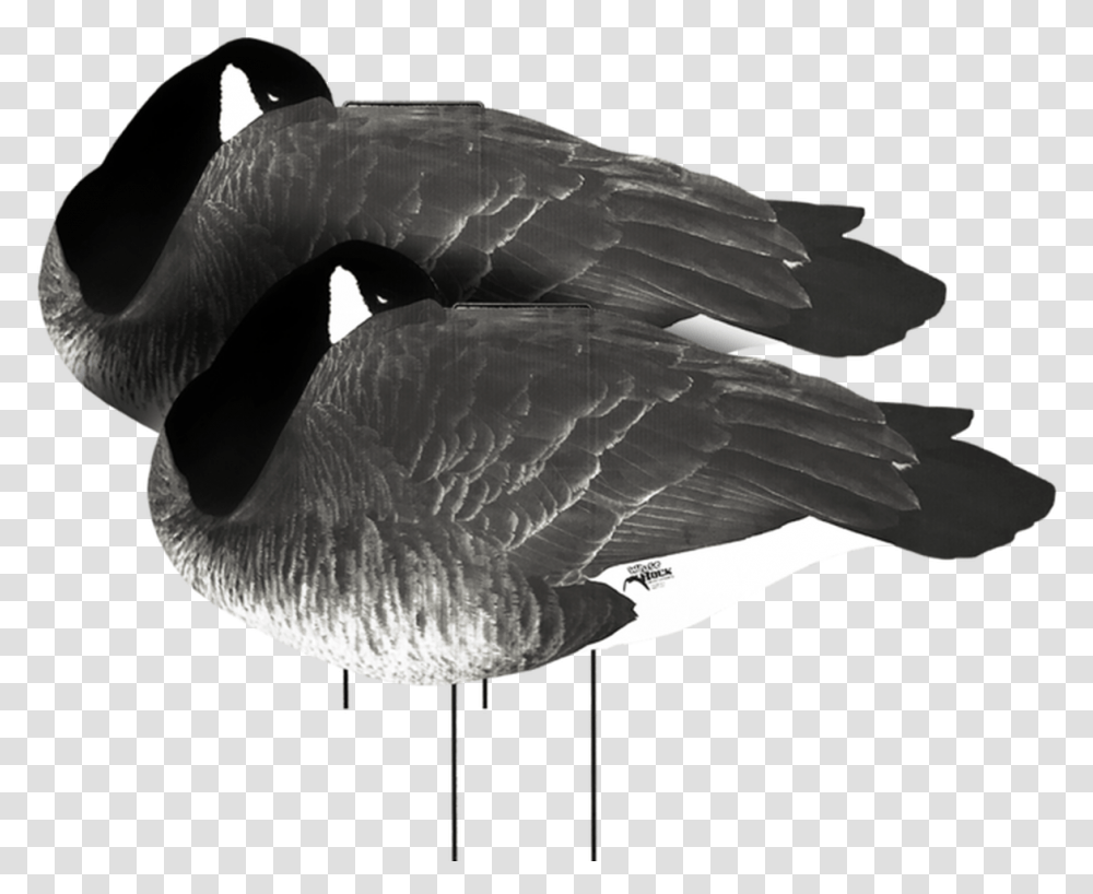 White Rock Canada Goose Flocked Head Sleeper Silhouette Duck, Bird, Animal, Accipiter, Seagull Transparent Png