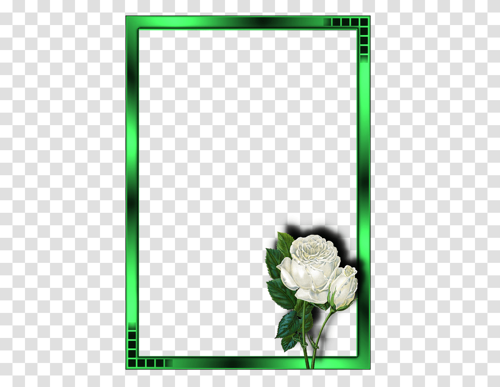 White Rose An Animated, Flower, Plant, Blossom, Flower Arrangement Transparent Png