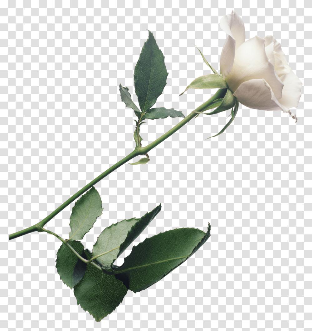 White Rose Background, Flower, Plant, Blossom, Leaf Transparent Png