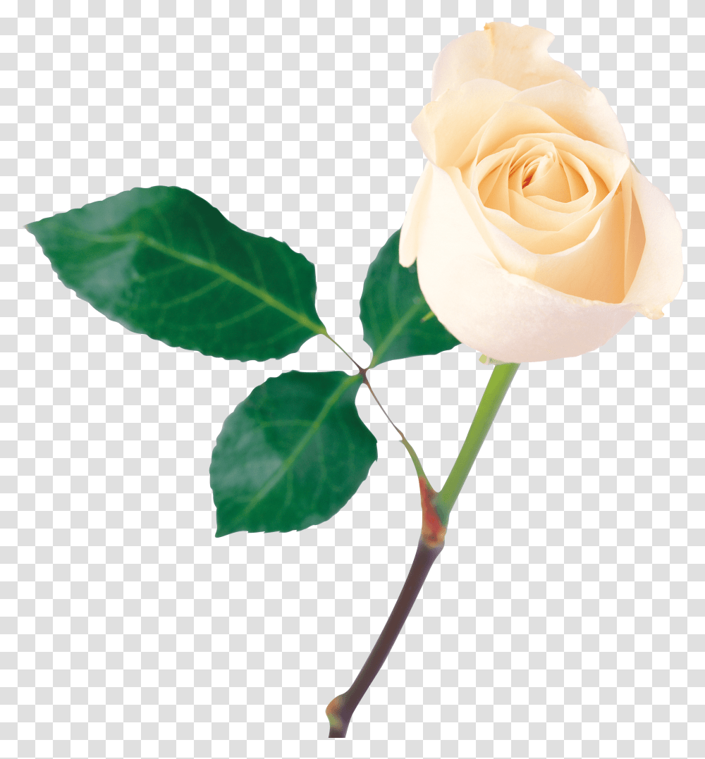 White Rose Background, Flower, Plant, Blossom, Petal Transparent Png