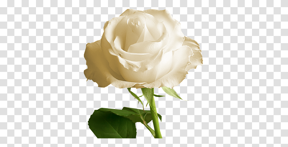 White Rose Background, Flower, Plant, Blossom, Petal Transparent Png