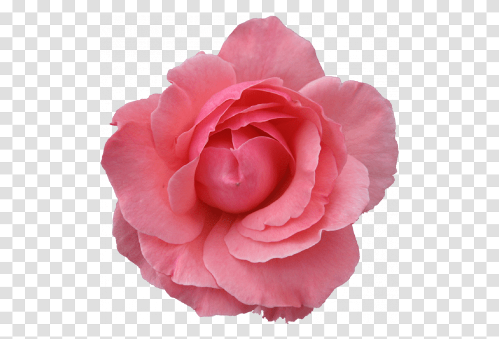 White Rose Background Google Search Vintage, Flower, Plant, Blossom, Petal Transparent Png
