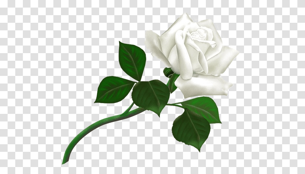 White Rose Background Thank You For Add Me, Flower, Plant, Blossom, Petal Transparent Png