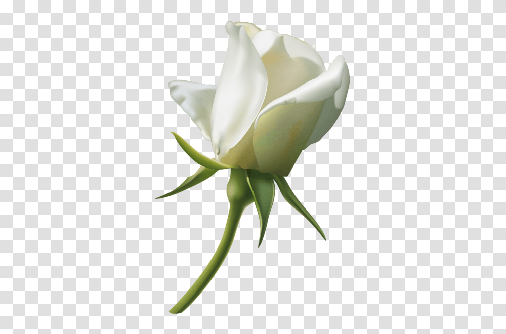 White Rose Bud, Flower, Plant, Blossom, Sprout Transparent Png
