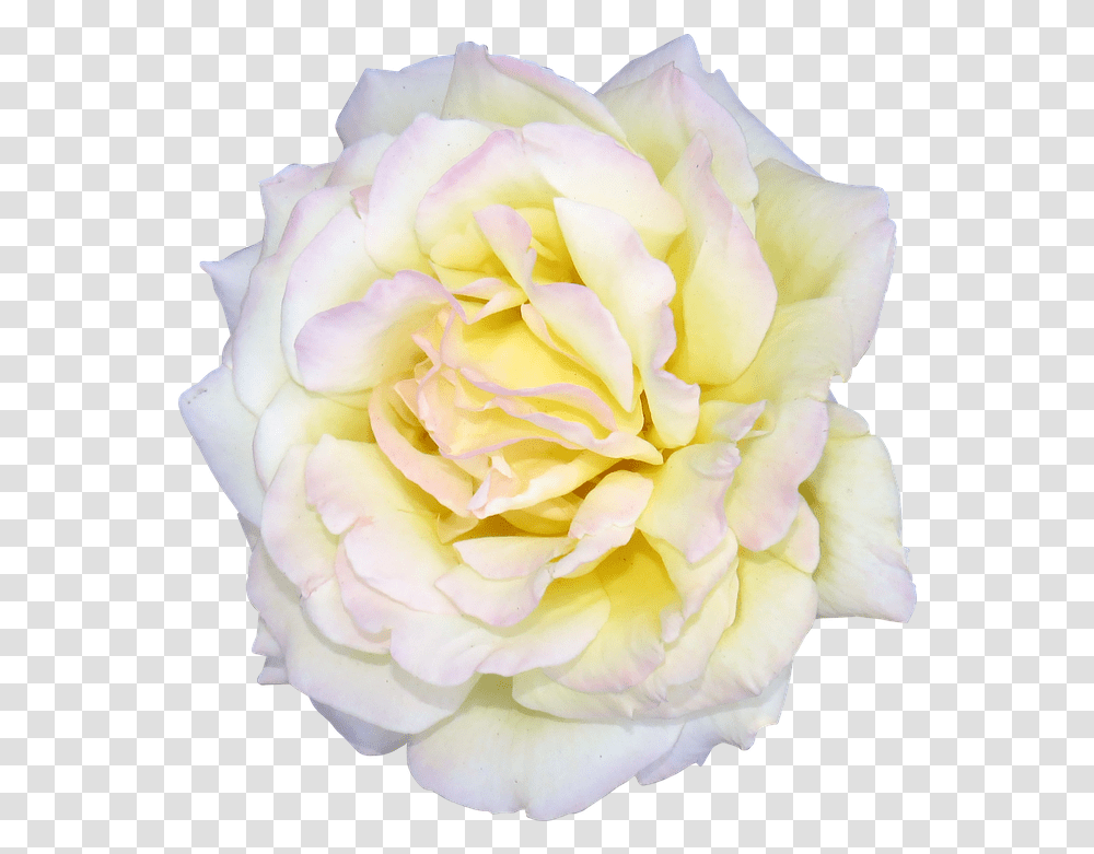 White Rose Bush Flower Rose White Valentine Floral Rose, Plant, Blossom, Petal, Geranium Transparent Png