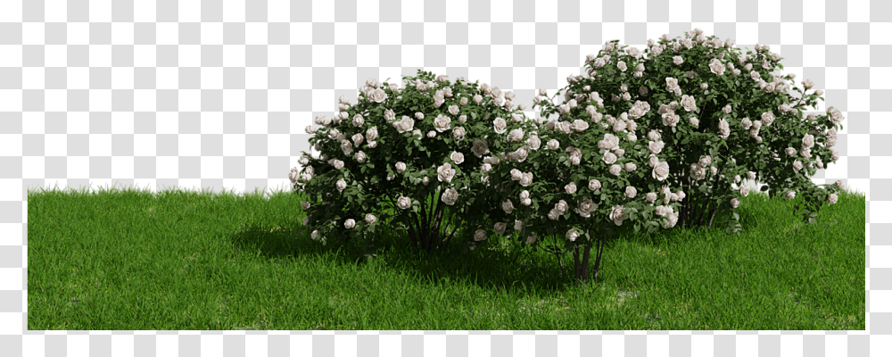 White Rose Bush, Plant, Flower, Outdoors, Grass Transparent Png
