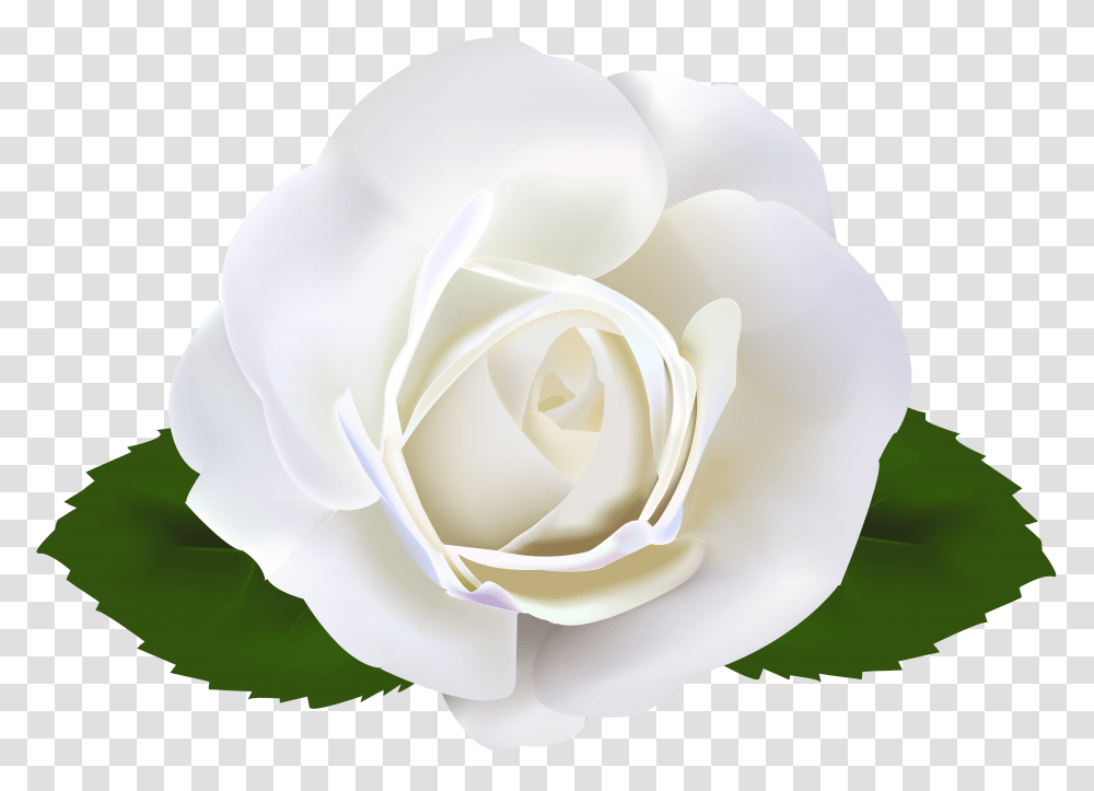 White Rose Clip Art, Flower, Plant, Blossom, Petal Transparent Png
