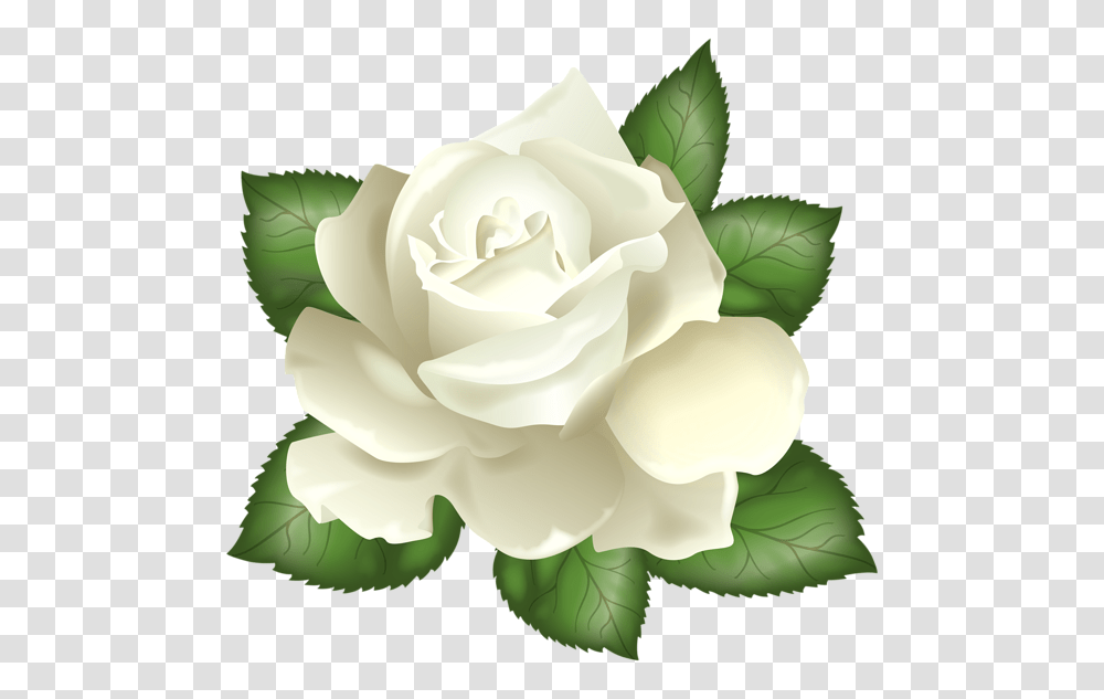 White Rose Clip Art Gallery, Flower, Plant, Blossom, Green Transparent Png