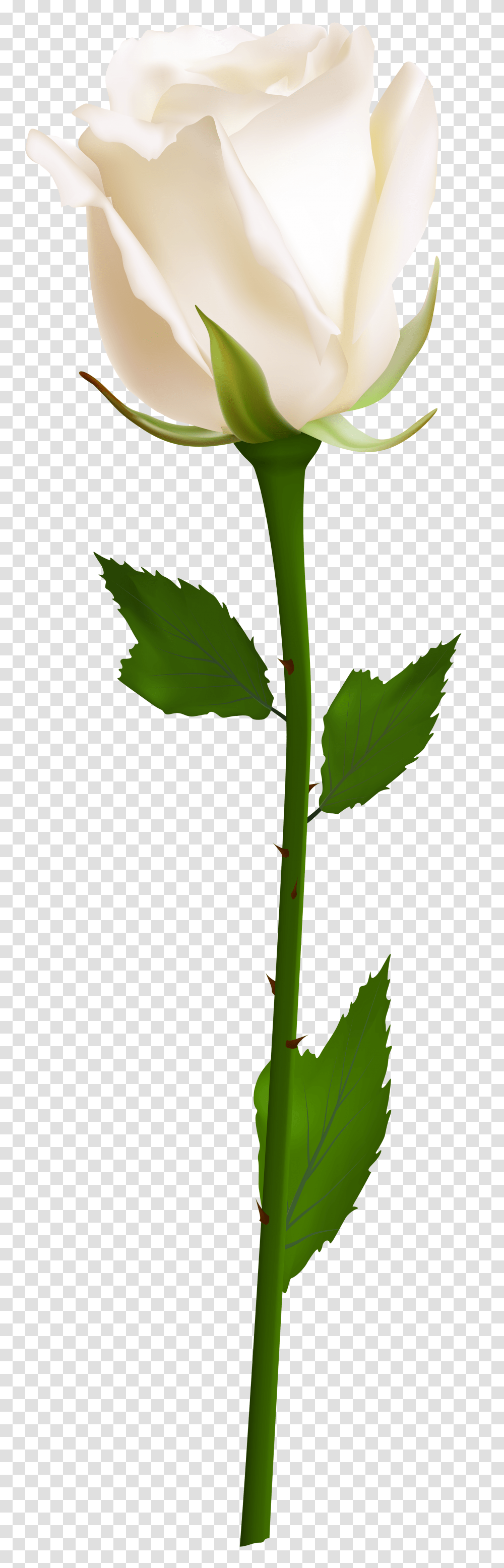 White Rose Clip Art, Green, Leaf, Plant, Bamboo Transparent Png