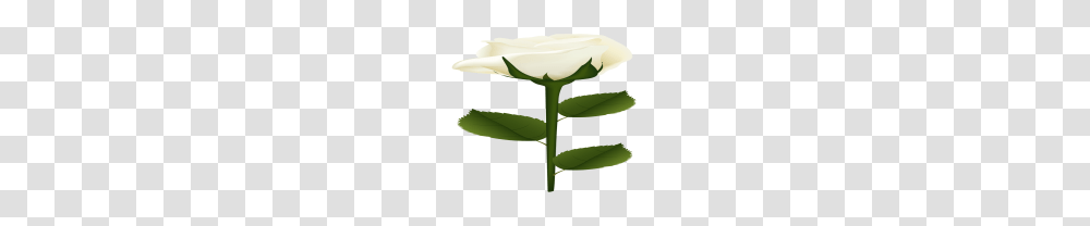 White Rose Clip Art, Plant, Flower, Blossom, Petal Transparent Png