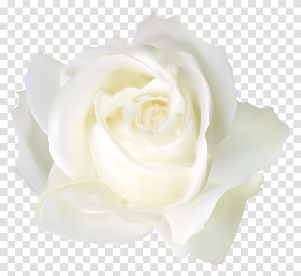 White Rose Clip Art Transparent Png