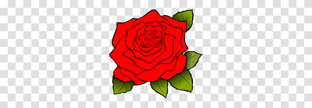 White Rose Clip Arts For Web, Flower, Plant, Blossom, Petal Transparent Png