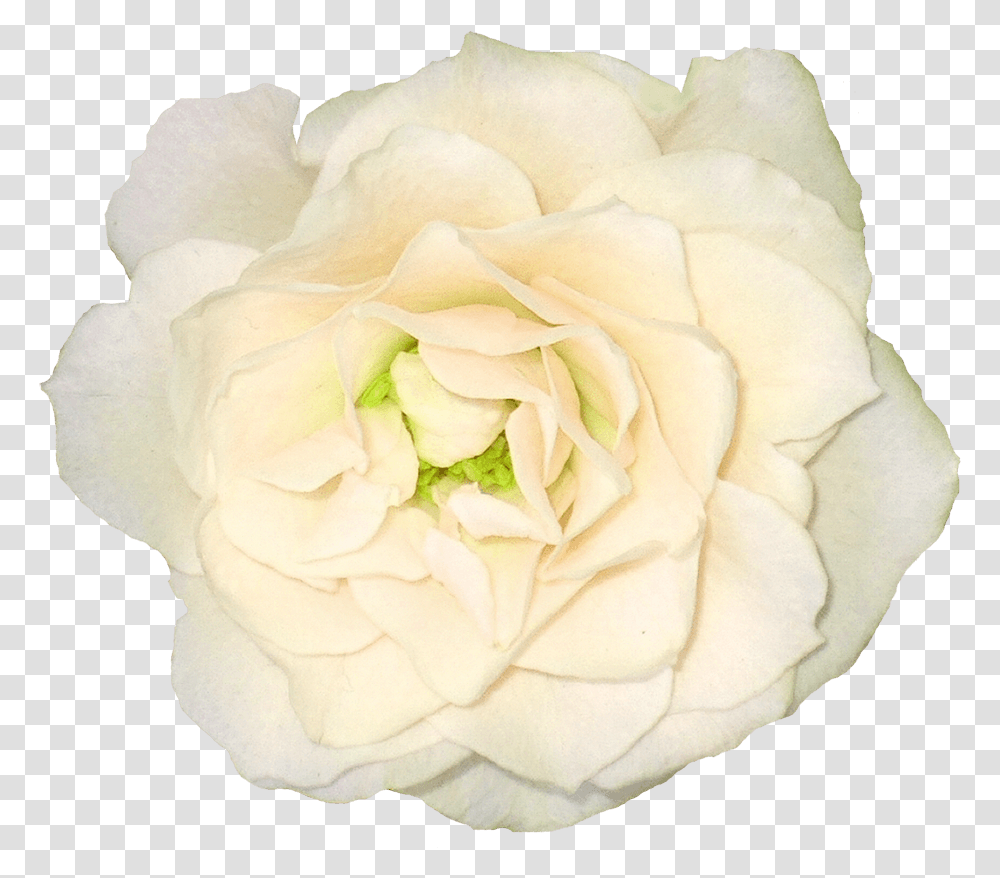 White Rose Clipart Background White Ivory Flowers, Plant, Blossom, Petal, Diamond Transparent Png
