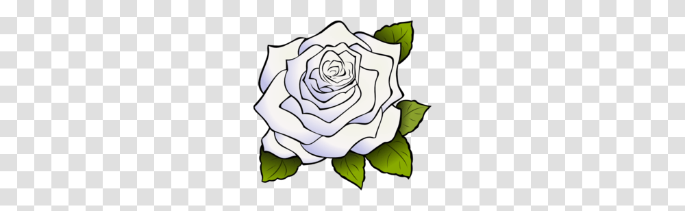 White Rose Clipart, Flower, Plant, Blossom, Petal Transparent Png