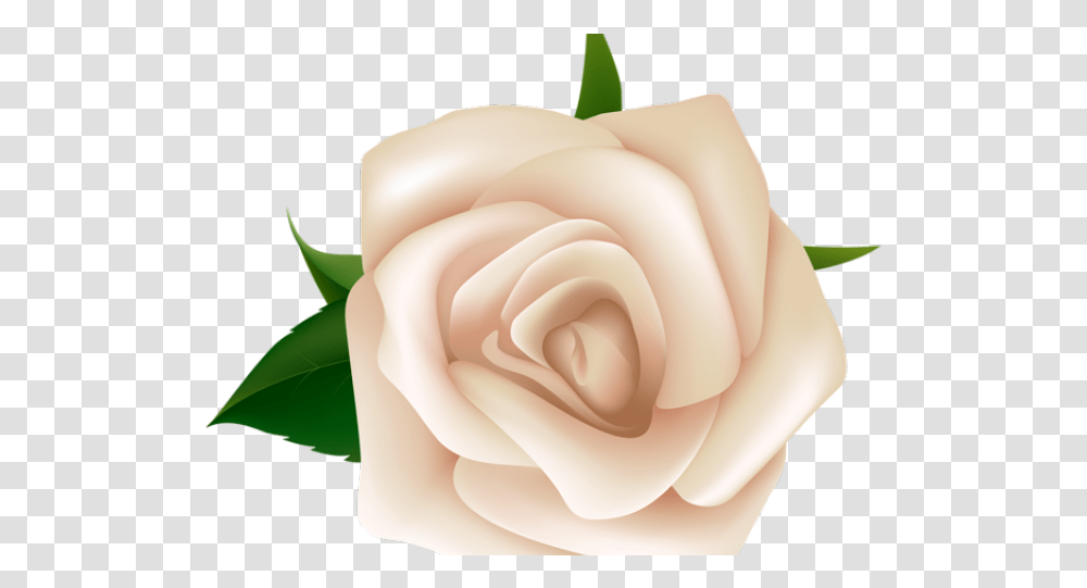 White Rose Clipart, Flower, Plant, Blossom, Sprout Transparent Png