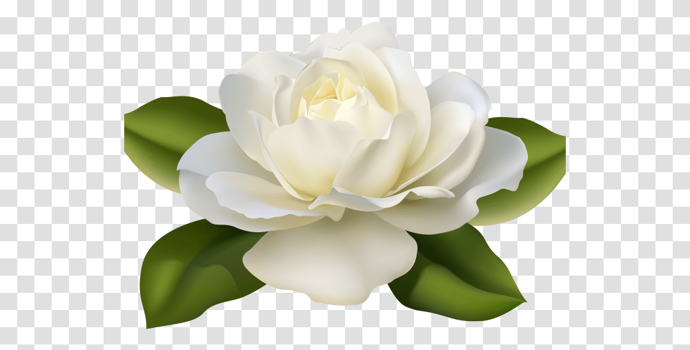 White Rose Clipart Guldasta Gardenia Flowers White Rose Beautiful Flowers, Plant, Blossom, Petal Transparent Png