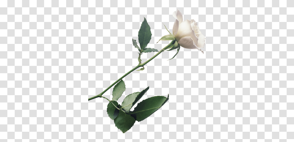 White Rose Clipart One White, Plant, Flower, Blossom, Petal Transparent Png