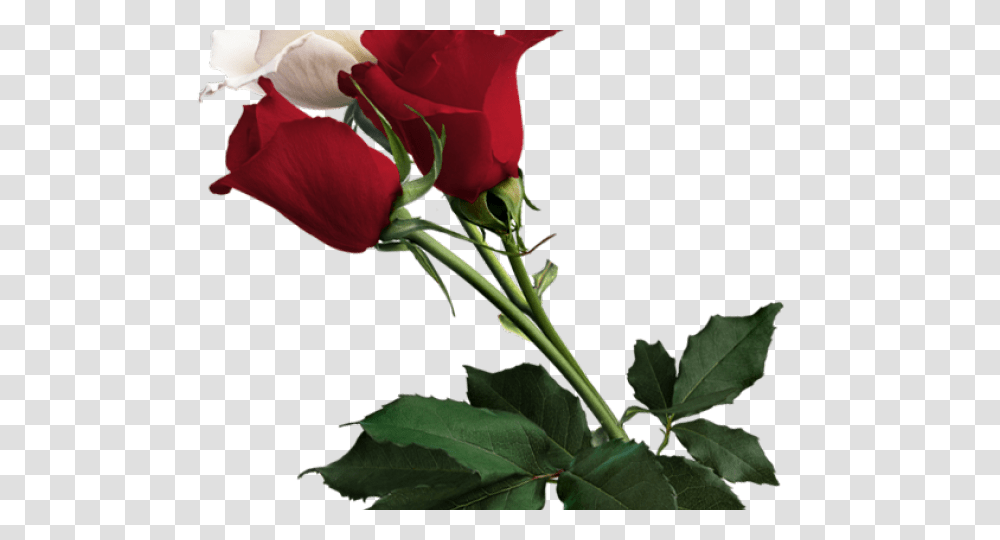 White Rose Clipart, Plant, Flower, Blossom, Flower Arrangement Transparent Png