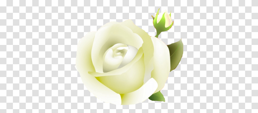 White Rose Clipart Portable Network Graphics, Flower, Plant, Blossom, Petal Transparent Png