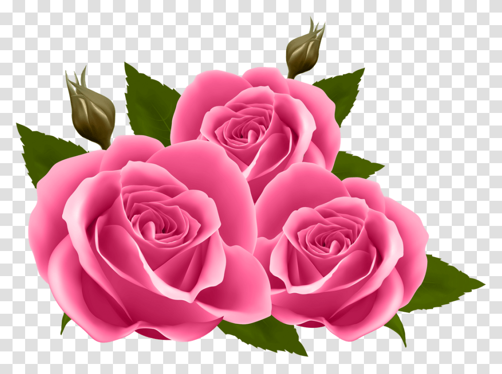 White Rose Clipart Yoville Pink Roses Clipart, Flower, Plant, Blossom, Petal Transparent Png