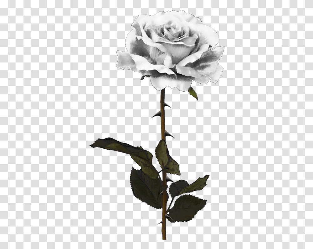 White Rose Download Image Black Rose, Plant, Flower, Blossom, Acanthaceae Transparent Png