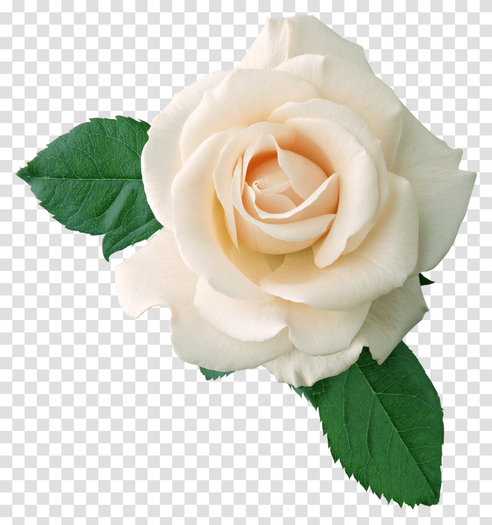 White Rose, Flower, Plant, Blossom, Petal Transparent Png