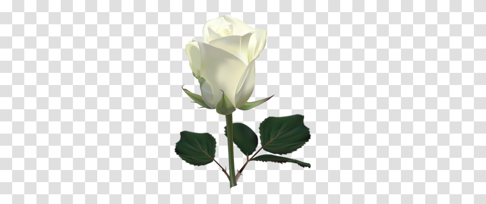 White Rose Flower White Rose Picture, Plant, Blossom Transparent Png