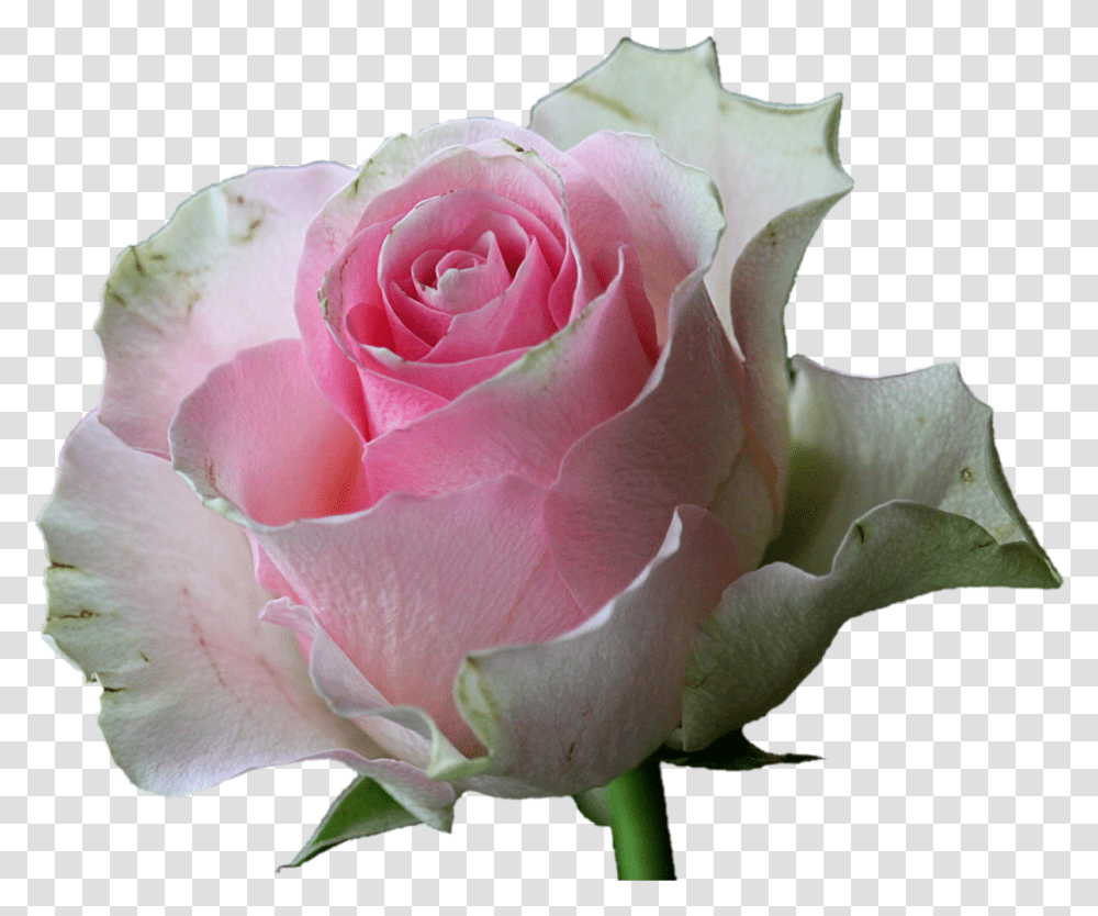 White Rose Flowers, Plant, Blossom Transparent Png