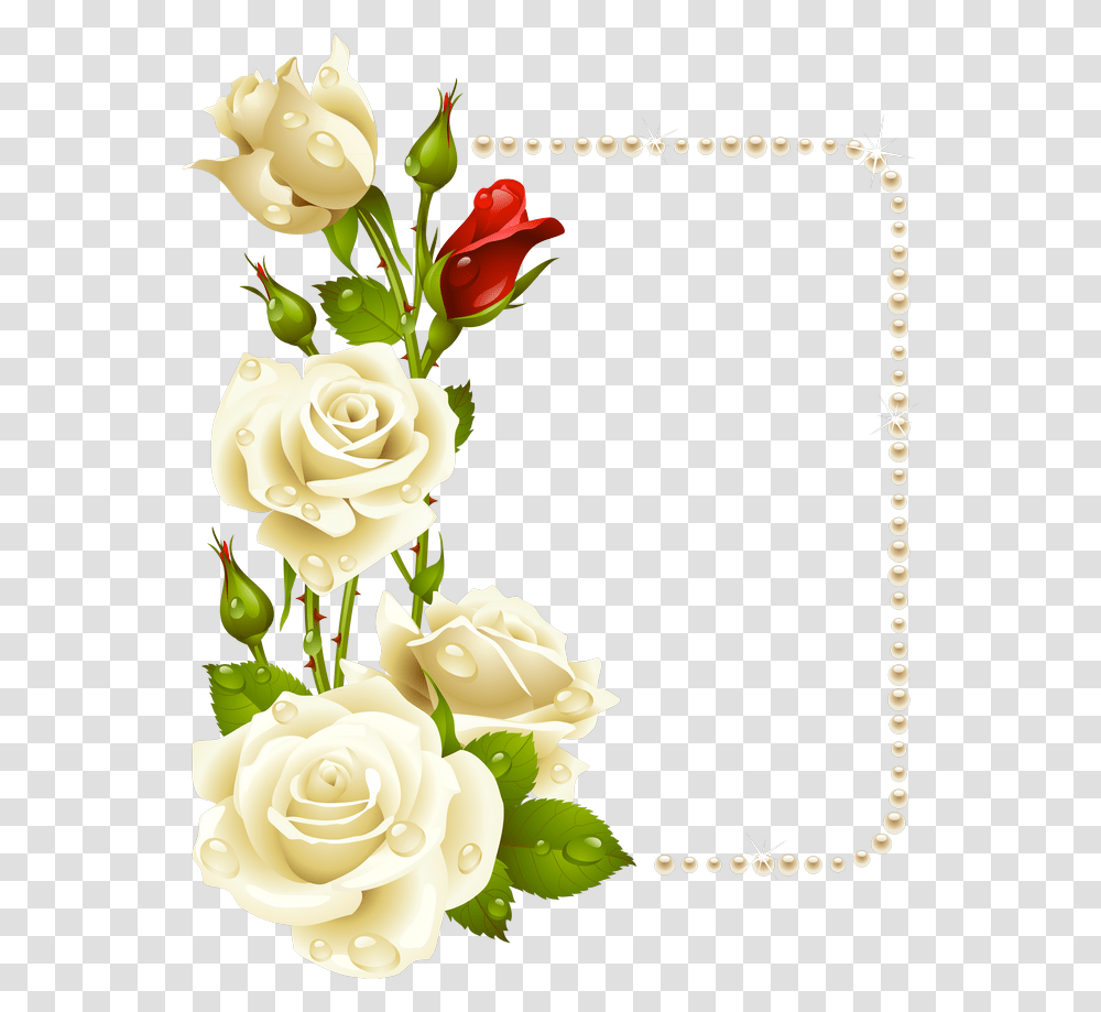 White Rose Frame, Flower, Plant, Blossom Transparent Png