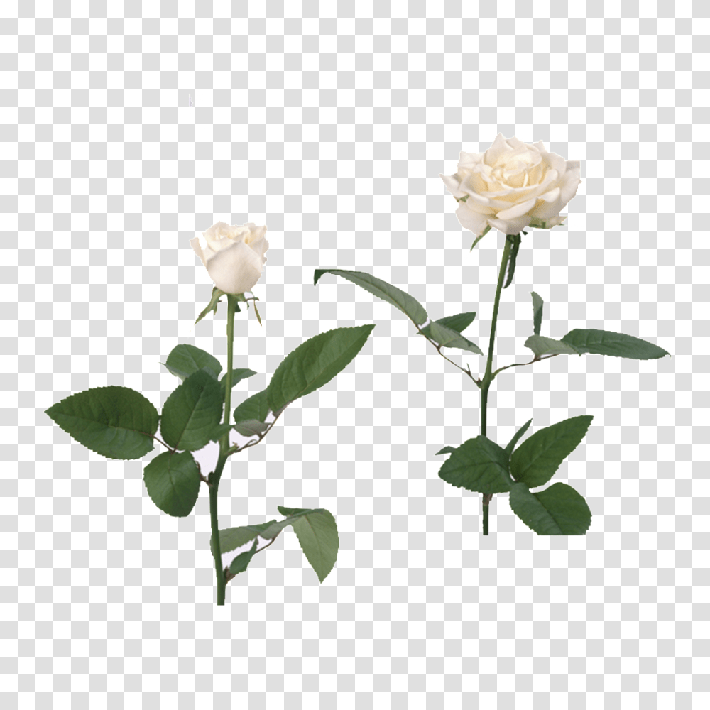 White Rose Free Download Vector, Flower, Plant, Blossom, Petal Transparent Png