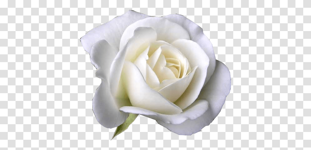 White Rose Garden Roses Flower Petal Flower White Rose, Plant, Blossom Transparent Png