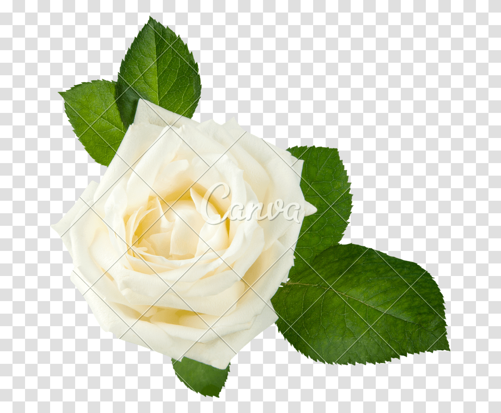 White Rose Head, Flower, Plant, Blossom, Petal Transparent Png