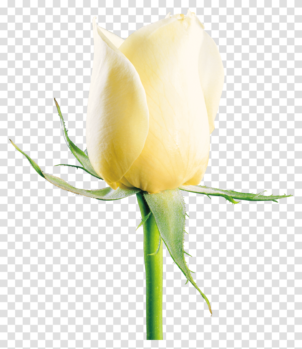 White Rose Image Flower Picture White Rose Image Download Transparent Png