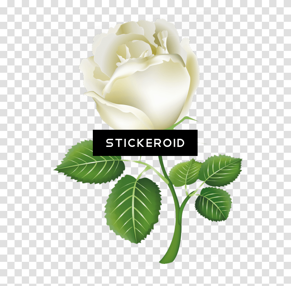 White Rose Image, Flower, Plant, Blossom, Leaf Transparent Png