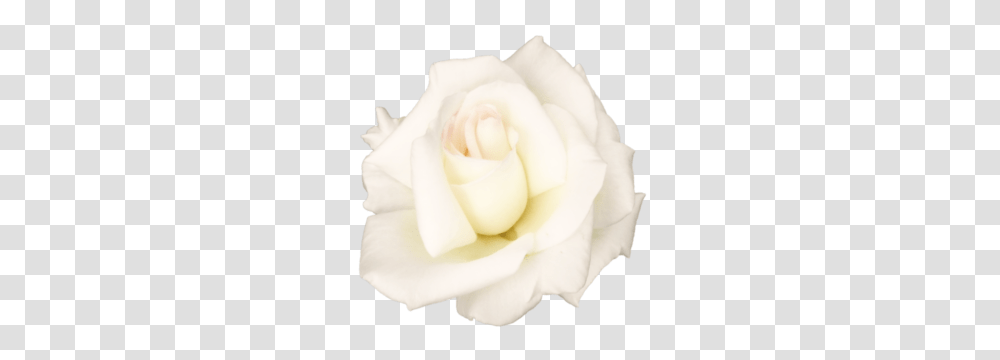 White Rose Image, Flower, Plant, Blossom, Petal Transparent Png