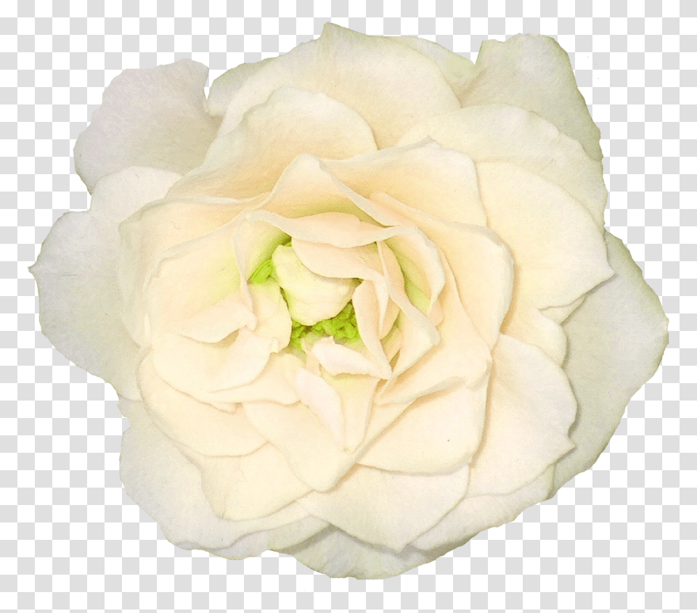 White Rose Image Flower White Color Flower, Plant, Blossom, Petal, Carnation Transparent Png