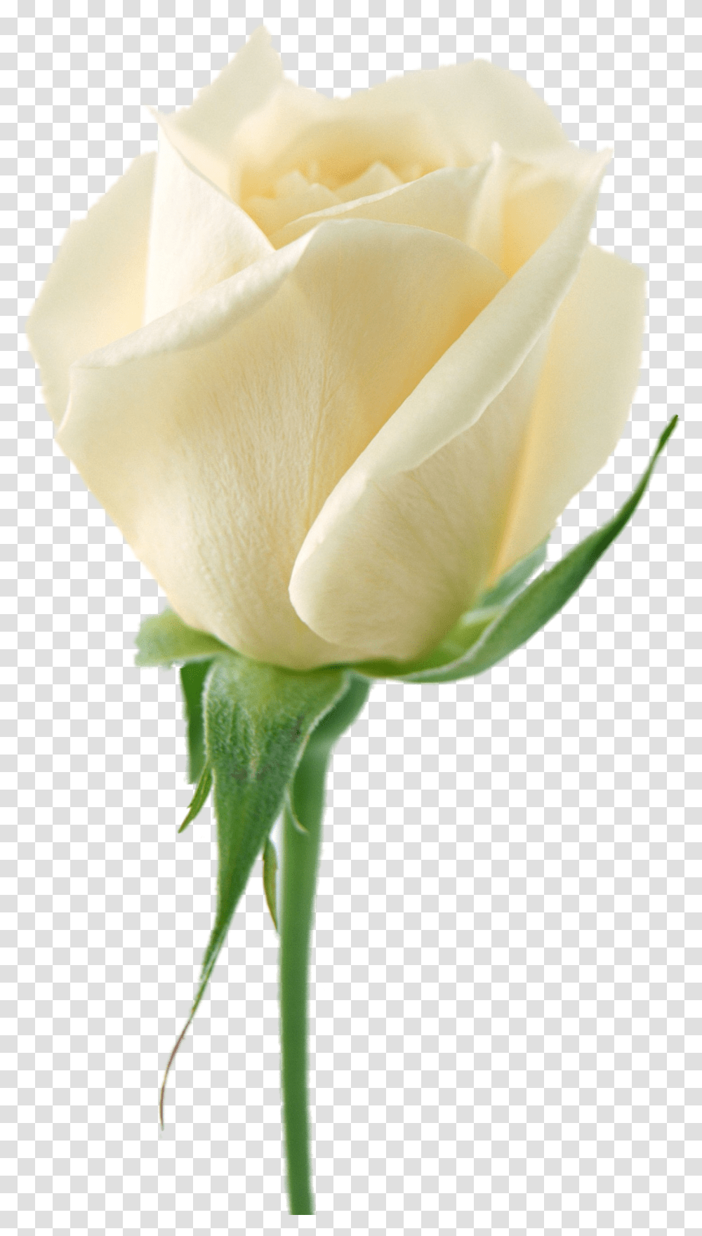White Rose Image Flower White Rose Flower, Plant, Blossom, Bud, Sprout Transparent Png