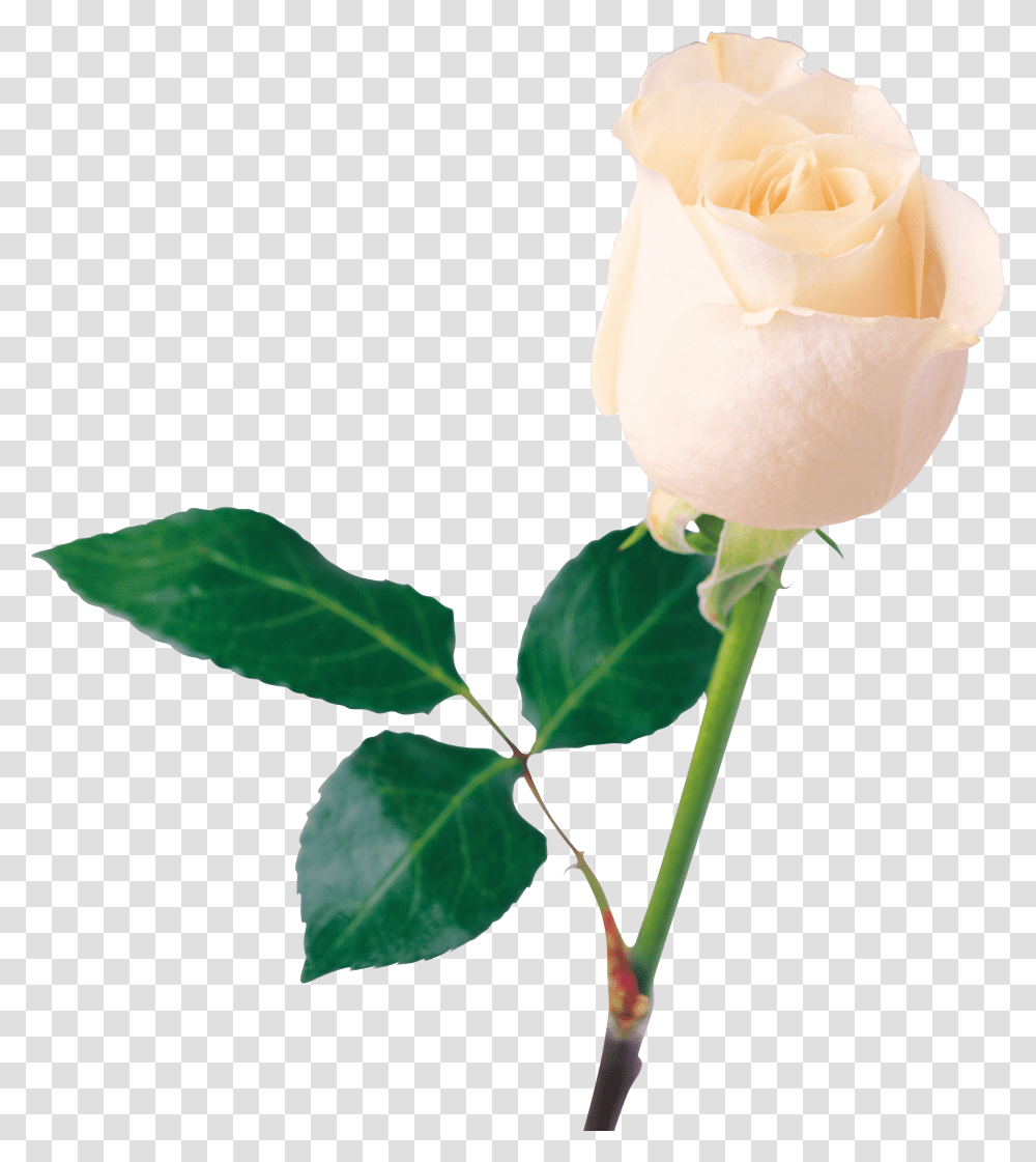 White Rose Image Flower White Rose Free Transparent Png