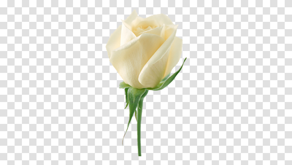 White Rose Image Flower White Rose Picture, Plant, Blossom, Bud, Sprout Transparent Png