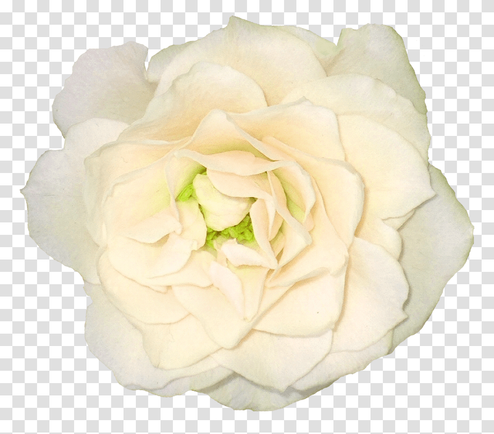 White Rose Image Flower White Rose Picture White Background Rose, Plant, Blossom, Petal, Diamond Transparent Png
