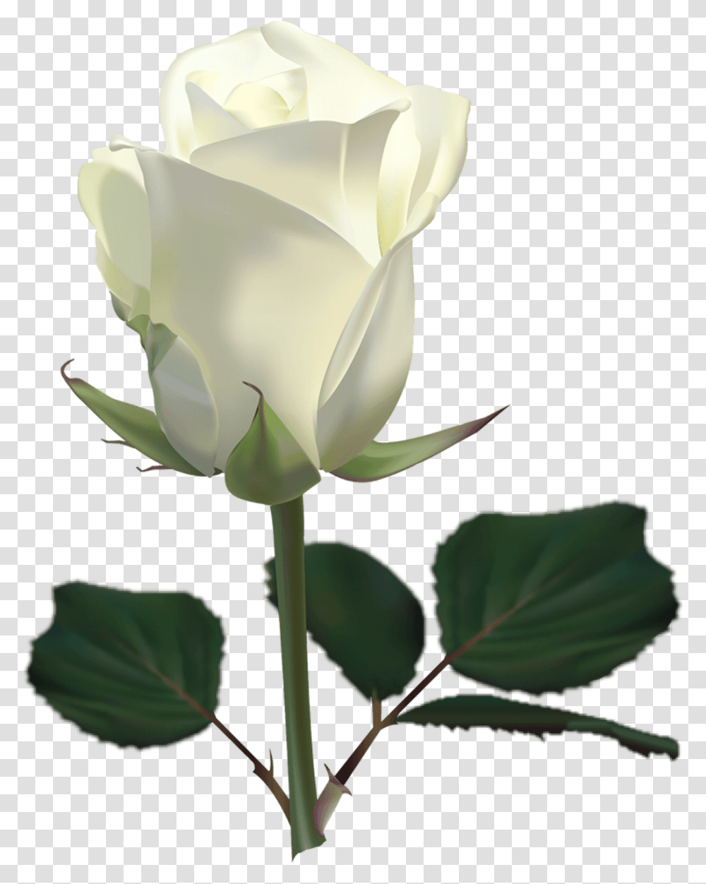 White Rose Image White Rose, Flower, Plant, Blossom Transparent Png