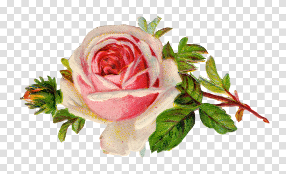 White Rose Images Pictures, Flower, Plant, Blossom Transparent Png