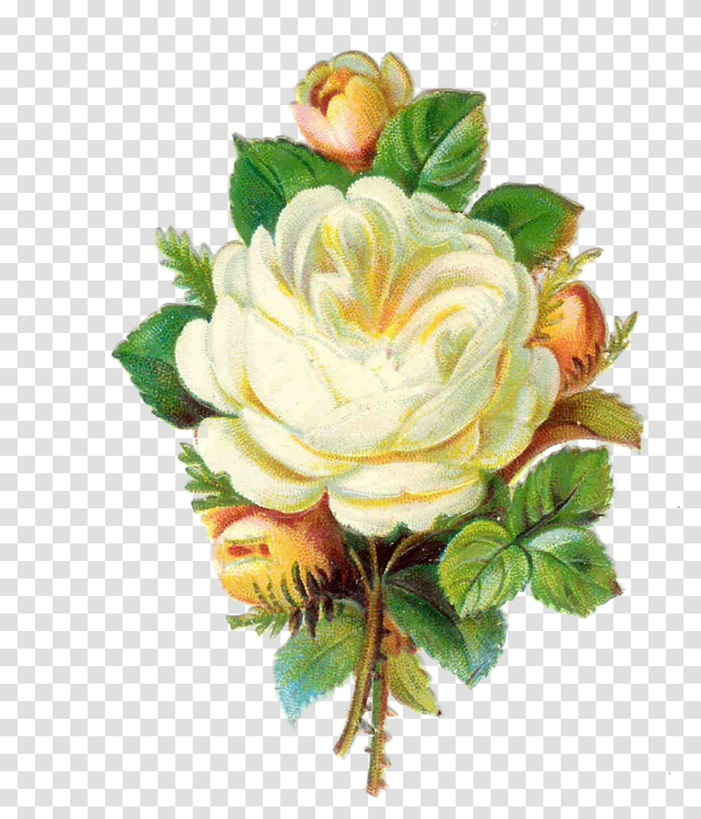 White Rose Images Pictures Vintage White Flowers, Plant, Floral Design, Pattern Transparent Png