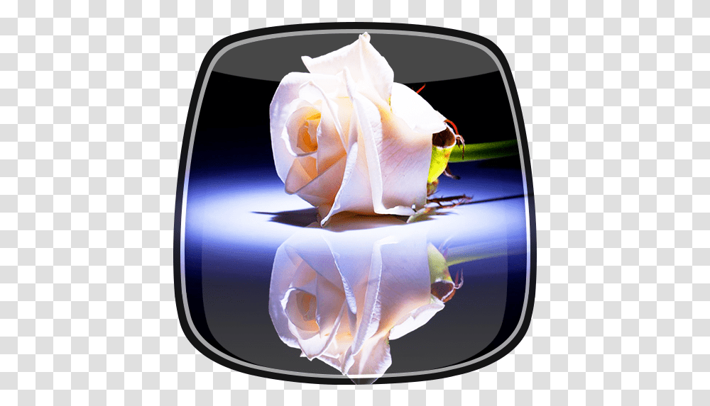 White Rose Live Wallpaper Apps On Google Play Even A White Rose Has A Black Shadow, Flower, Plant, Petal, Porcelain Transparent Png