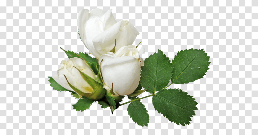 White Rose No Background White Roses Background, Flower, Plant, Blossom, Leaf Transparent Png