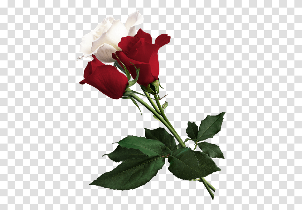 White Rose Of York Flower Red White And White And Red Rose, Plant, Blossom, Flower Arrangement, Flower Bouquet Transparent Png