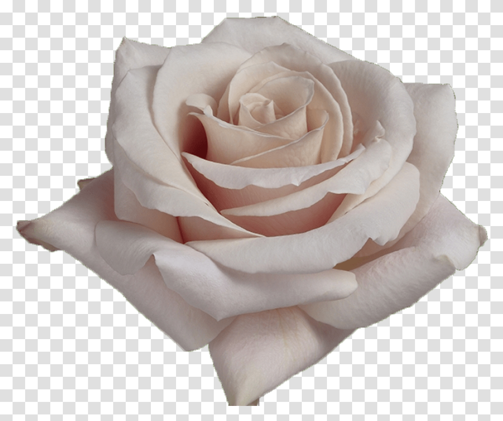 White Rose Petals Quicksand Quicksand Rose, Flower, Plant, Blossom Transparent Png
