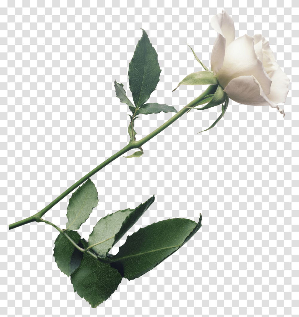 White Rose Photo Image, Flower, Plant, Blossom, Leaf Transparent Png