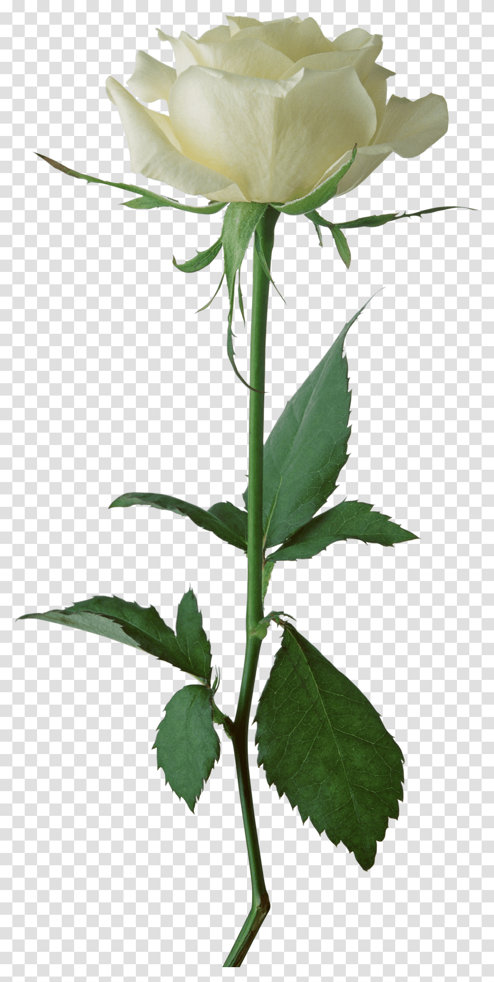 White Rose, Plant, Flower, Acanthaceae, Leaf Transparent Png