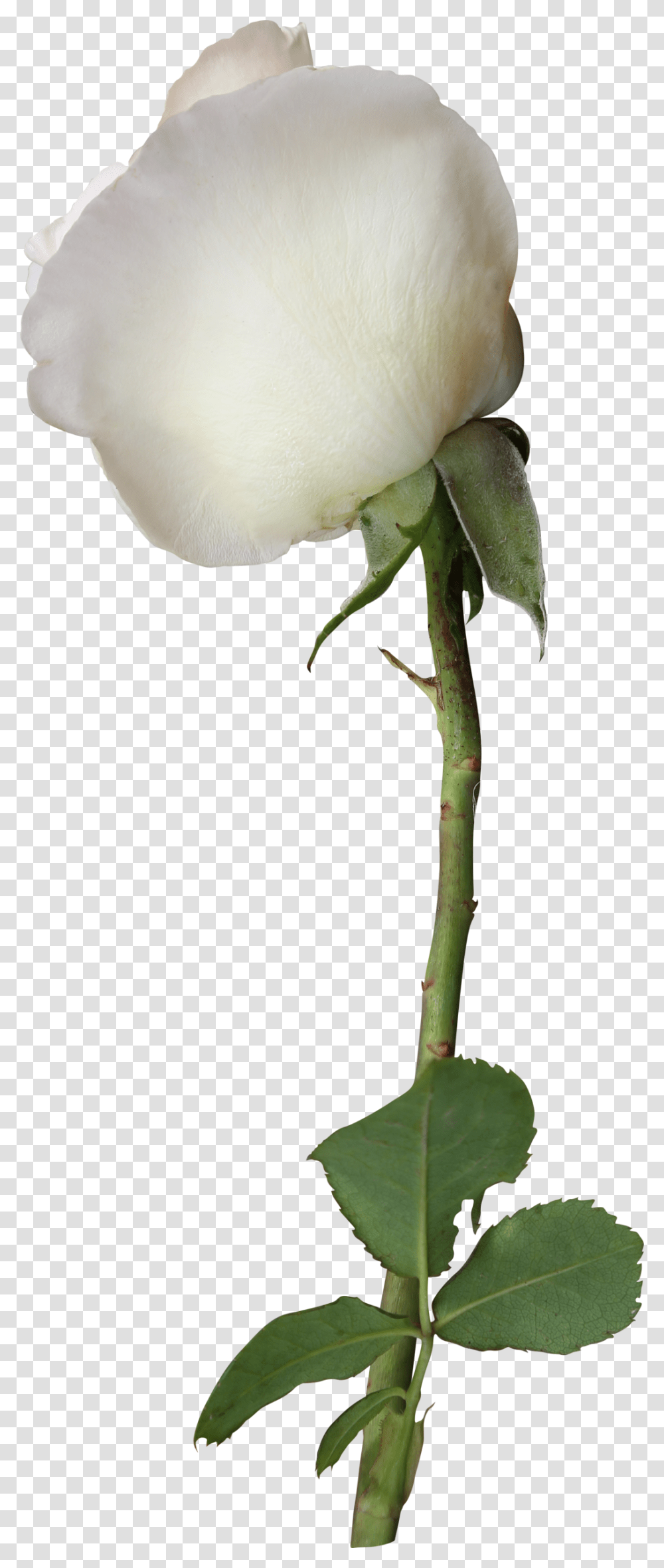 White Rose, Plant, Flower, Acanthaceae, Petal Transparent Png